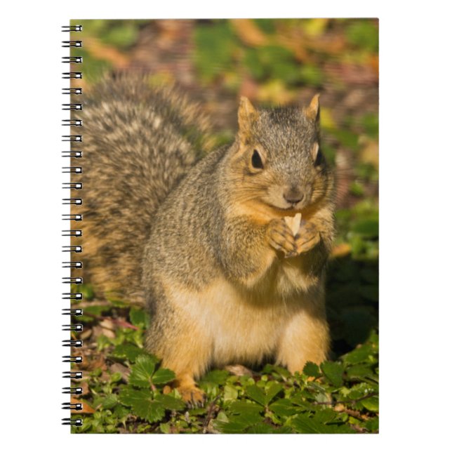 Grey Squirrel, eating, peanut, Crystal Springs Notebook (Front)