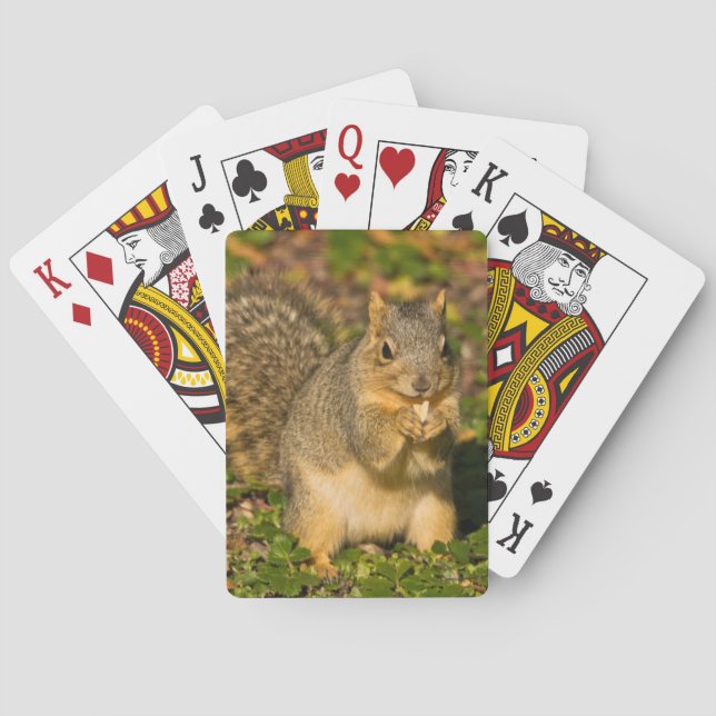 Grey Squirrel, eating, peanut, Crystal Springs Playing Cards (Back)