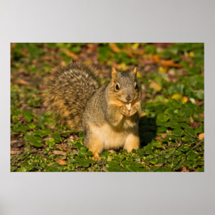 Grey Squirrel, eating, peanut, Crystal Springs Poster