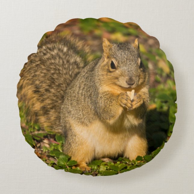 Grey Squirrel, eating, peanut, Crystal Springs Round Pillow (Front)