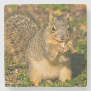 Grey Squirrel, eating, peanut, Crystal Springs Stone Coaster