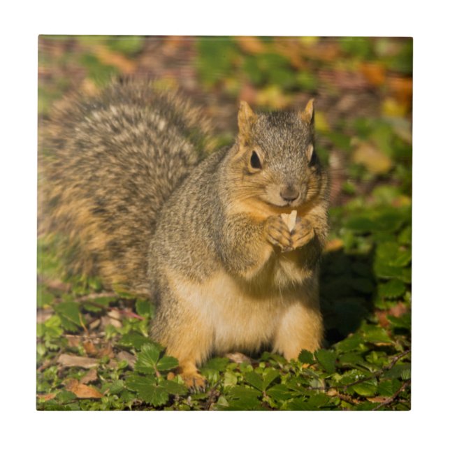 Grey Squirrel, eating, peanut, Crystal Springs Tile (Front)