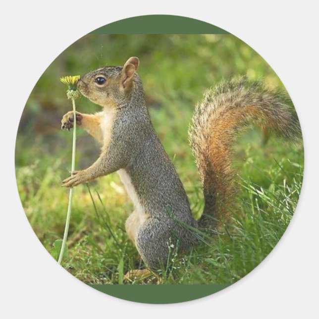 Grey Squirrel Holding A Small Dandelion Classic Round Sticker (Front)