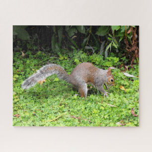 Grey squirrel jigsaw puzzle