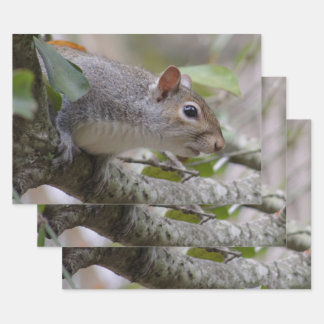 Grey Squirrel Keeping Watch Wrapping Paper Sheet