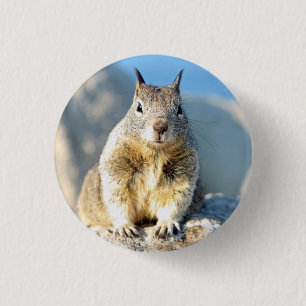 Grey squirrel, Monterey Bay, California 1 Inch Round Button