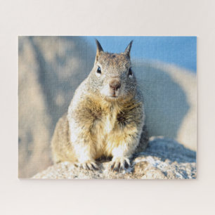 Grey squirrel, Monterey Bay, California Jigsaw Puzzle