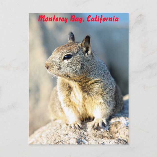 Grey squirrel, Monterey Bay, California Postcard (Front)