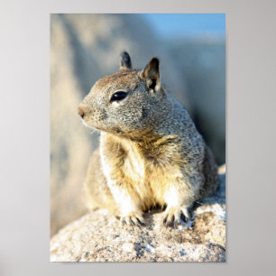 Grey squirrel, Monterey Bay, California Poster