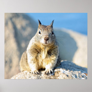 Grey squirrel, Monterey Bay, California Poster