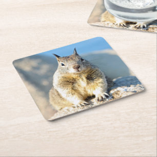 Grey squirrel, Monterey Bay, California Square Paper Coaster