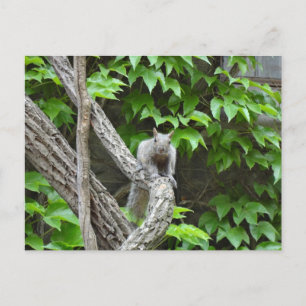 Grey Squirrel Nature Postcard