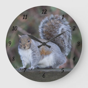 Grey Squirrel on Large Round Clock