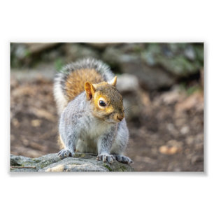 Grey squirrel photo print