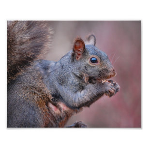 Grey Squirrel Photo Print