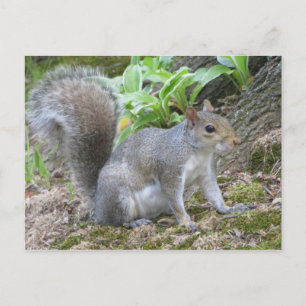 Grey Squirrel Postcard