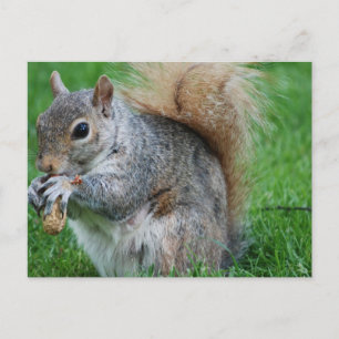 Grey Squirrel Postcard
