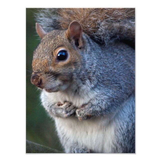 Grey Squirrel Print (Front)