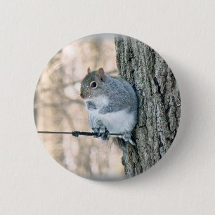 Grey Squirrel - Sciurus carolinensis 2 Inch Round Button
