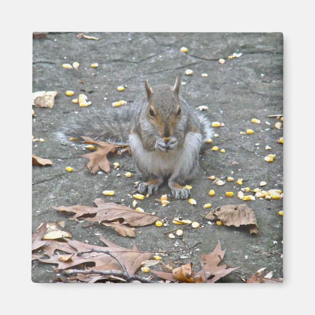 Grey Squirrel Series Magnet (Front)