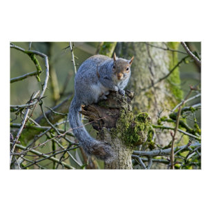 Grey squirrel sitting in a tree poster