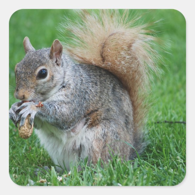 Grey Squirrel  Sticker (Front)