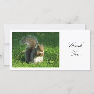 Grey Squirrel - Thank You