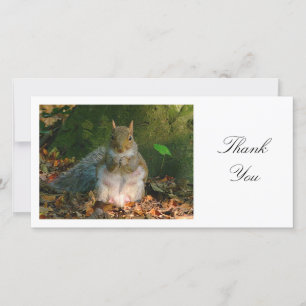 Grey Squirrel - Thank You