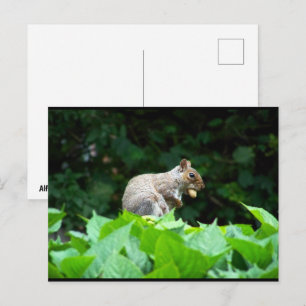 Grey Squirrel with Nut Postcard