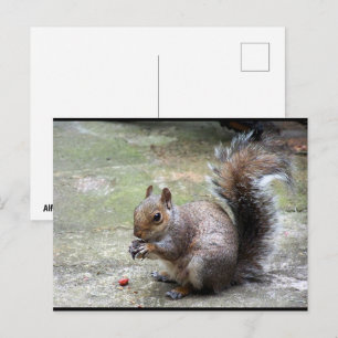 Grey Squirrel with Nut Postcard