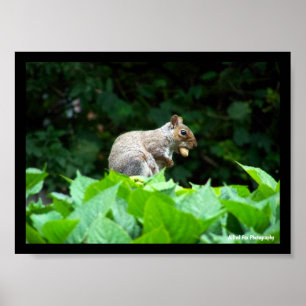 Grey Squirrel with Nut Poster