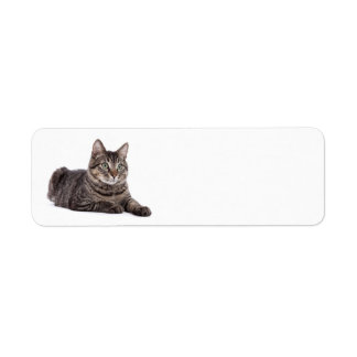 Grey Tabby Cat