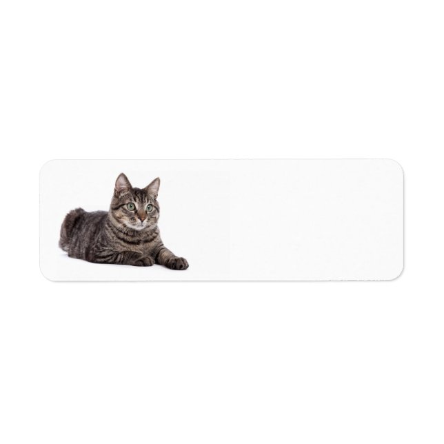 Grey Tabby Cat (Front)