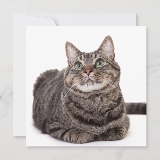 Grey Tabby Cat Announcement (Front)