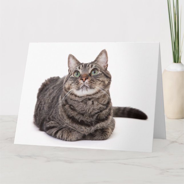 Grey Tabby Cat Card (Front)