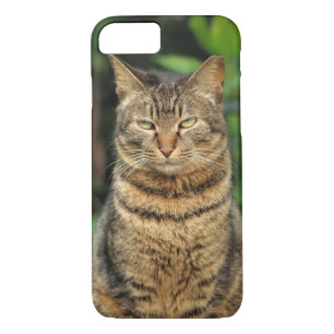Grey Tabby Cat Case-Mate iPhone Case