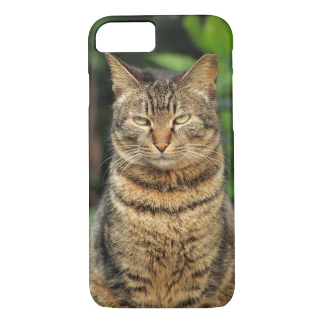 Grey Tabby Cat Case-Mate iPhone Case (Back)