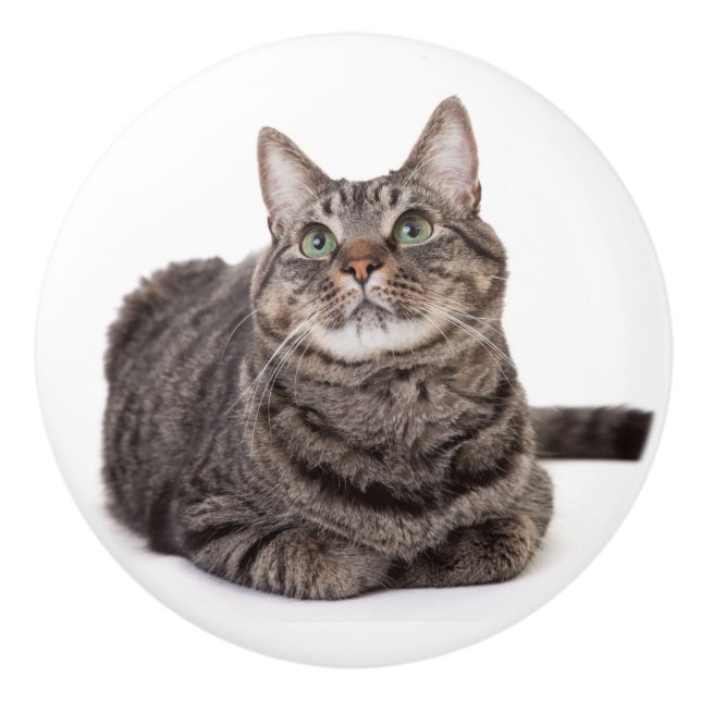 Grey Tabby Cat Ceramic Knob (Front)