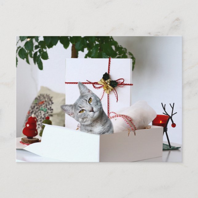 Grey Tabby Cat Christmas Holiday Postcard (Front)