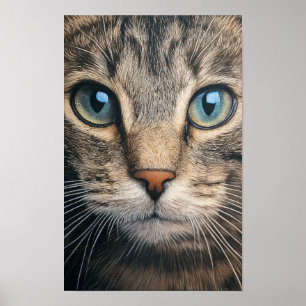 Grey tabby cat closeup poster