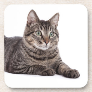 Grey Tabby Cat Coaster