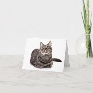 Grey Tabby Cat Note Card