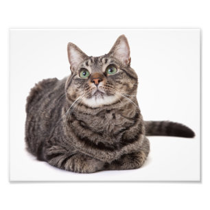 Grey Tabby Cat Photo Print