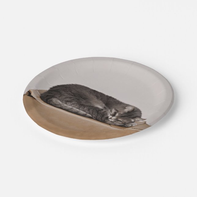 Grey Tabby Cat Sleeping On Box Paper Plate (Angled)