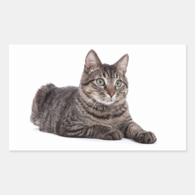Grey Tabby Cat Sticker (Front)