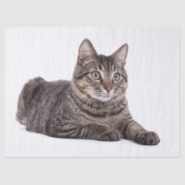 Grey Tabby Cat Tissue Paper (Front)