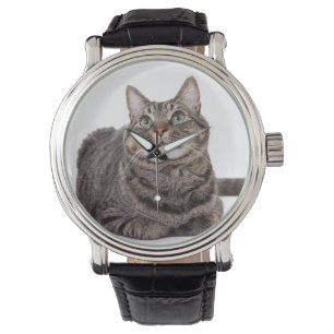 Grey Tabby Cat Watch