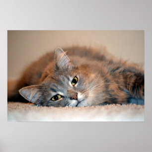 Grey, Tan, White Long-Haired Cat by Shirley Taylor Poster
