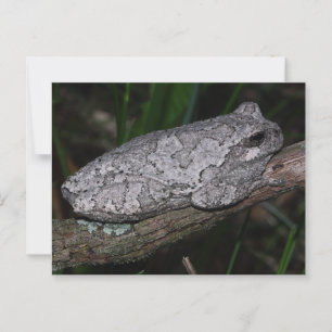 Grey Tree Frog Postcard