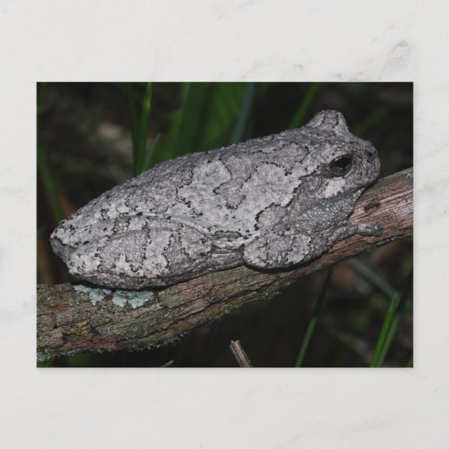 Grey Tree Frog Postcard (Front)